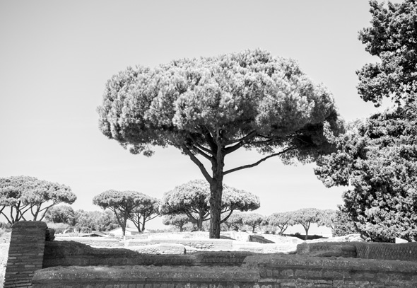 Roman trees